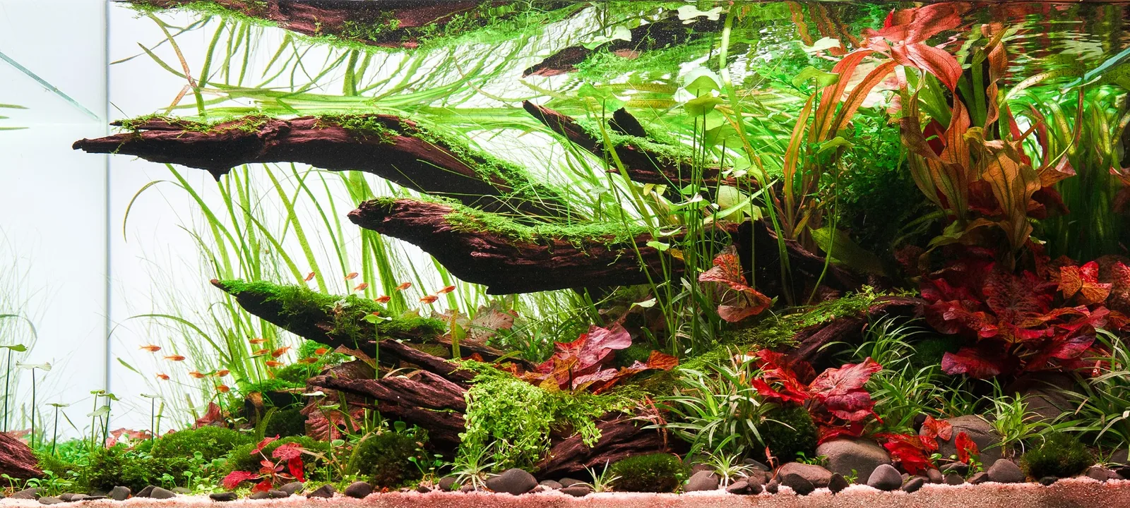 Naturaquarium Against the Flow