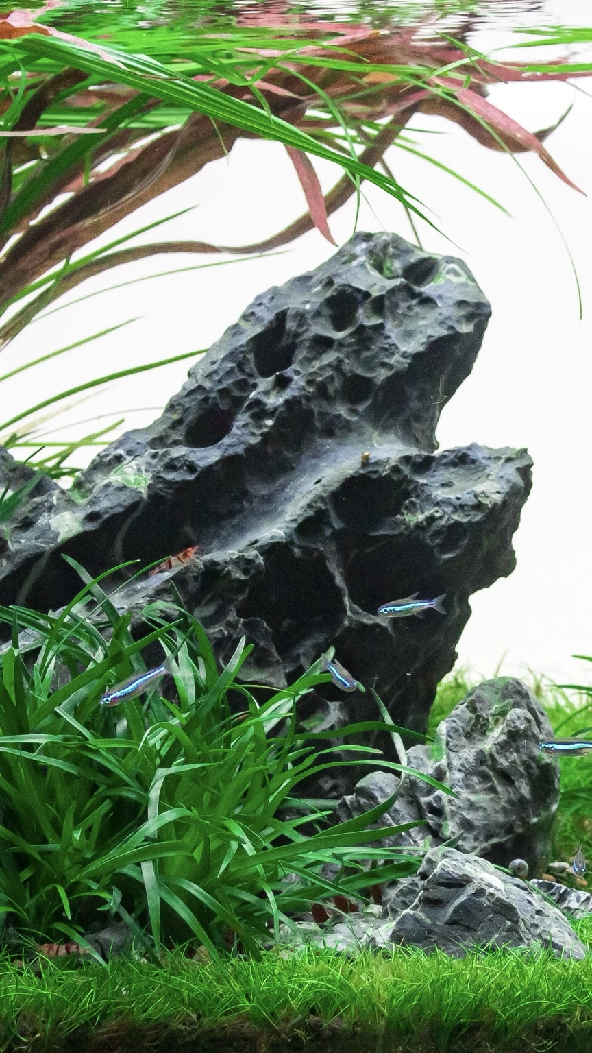 Dragon – detail 1