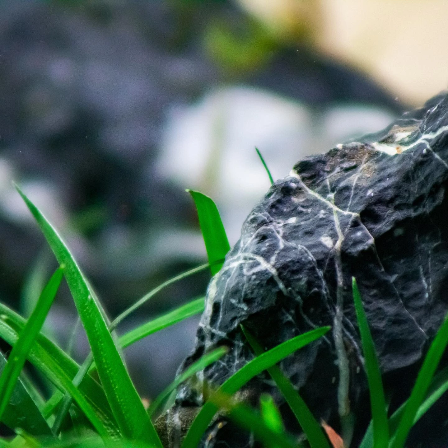Dragon – detail 3