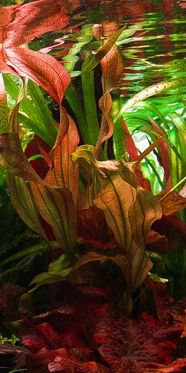 Nature Aquarium — aquascaping detail