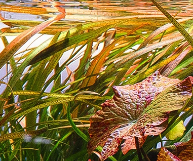 Silent Lagoon – detail 5