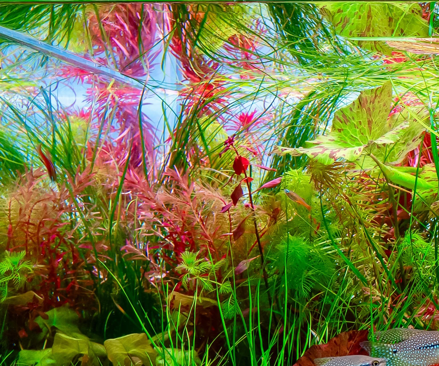 Spring happines – detail 2