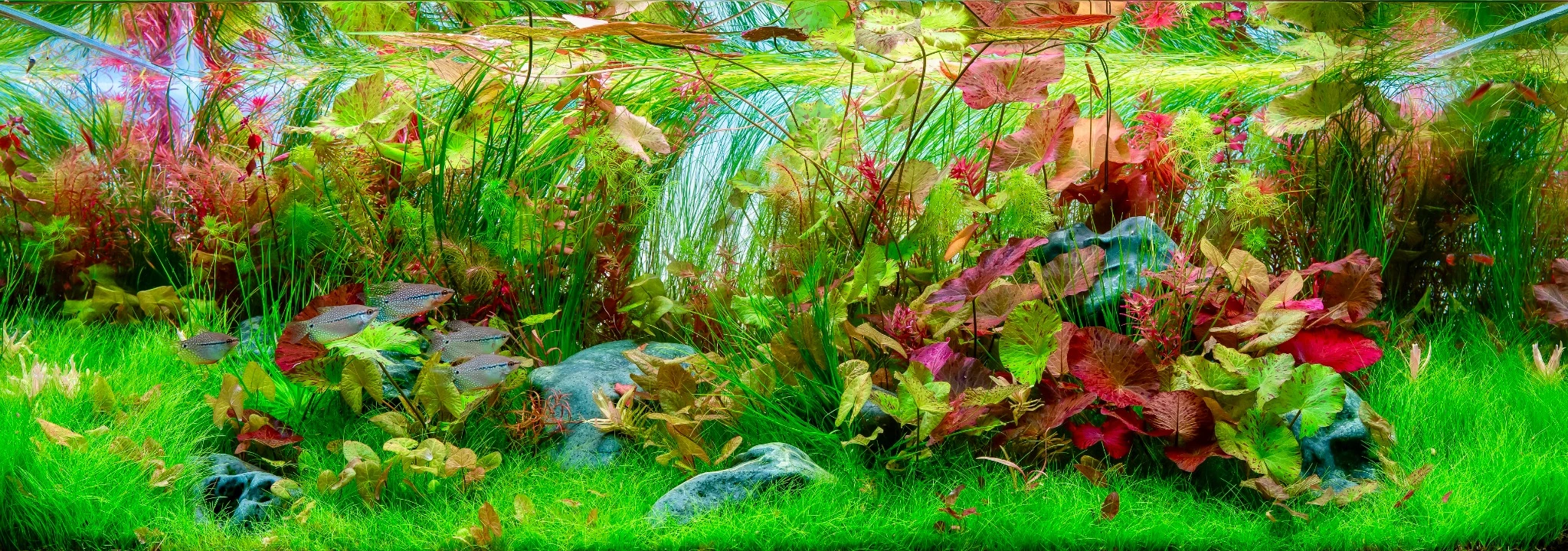 Spring happines